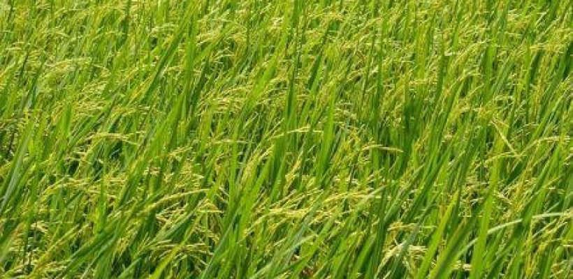 Afrique de l’Ouest : qui sont les 5 premiers producteurs de riz ?  