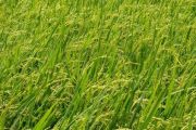 Afrique de l’Ouest : qui sont les 5 premiers producteurs de riz ?  